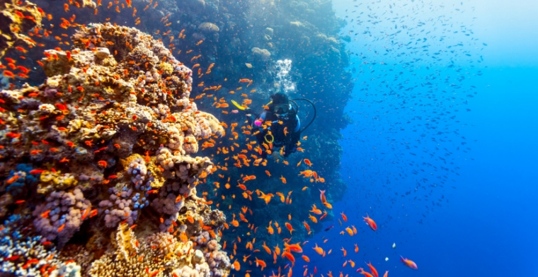 reef