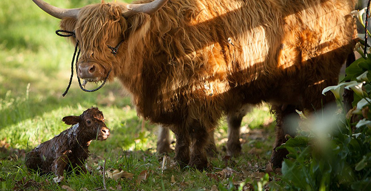 the biggest little farm cows