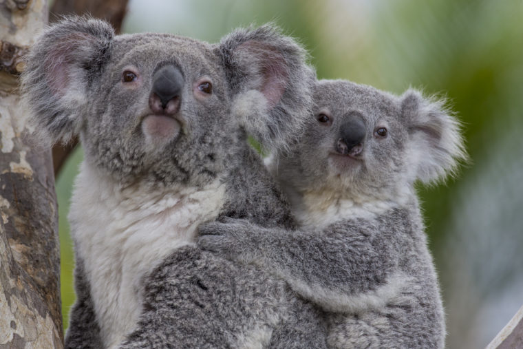 Koala mum and joey