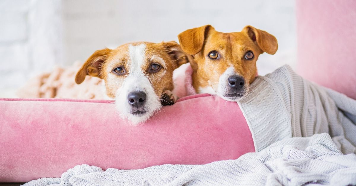 photo of two dogs sitting in a pink dog bed